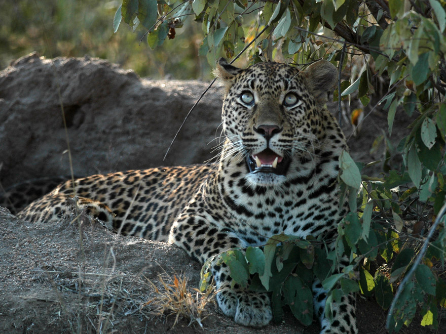 Londolozi leopard