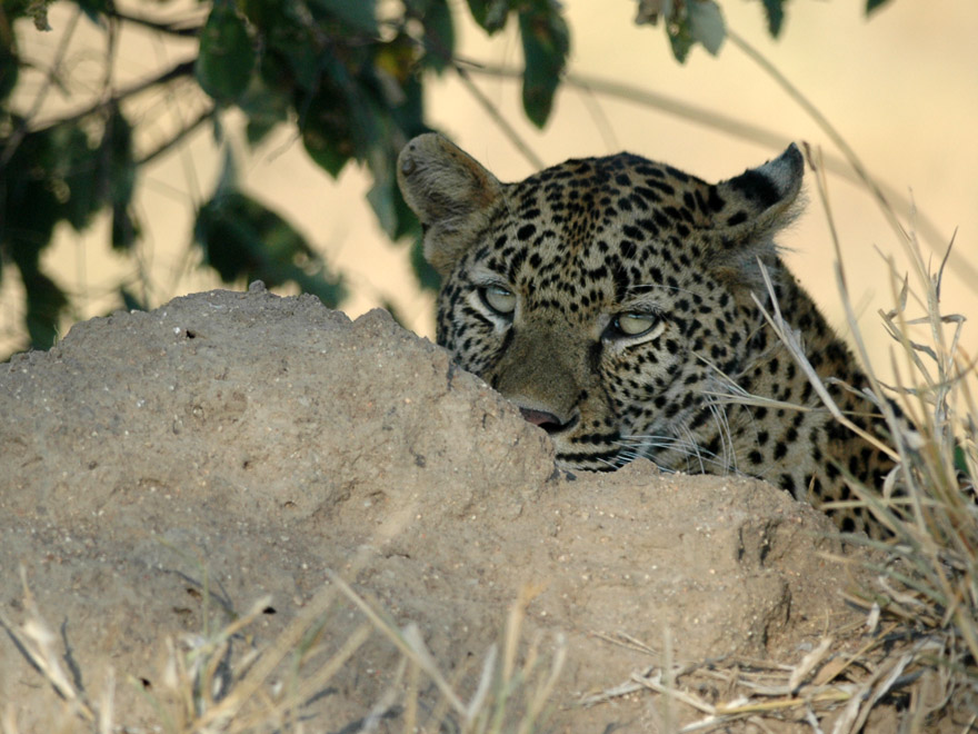 Londolozi leopard