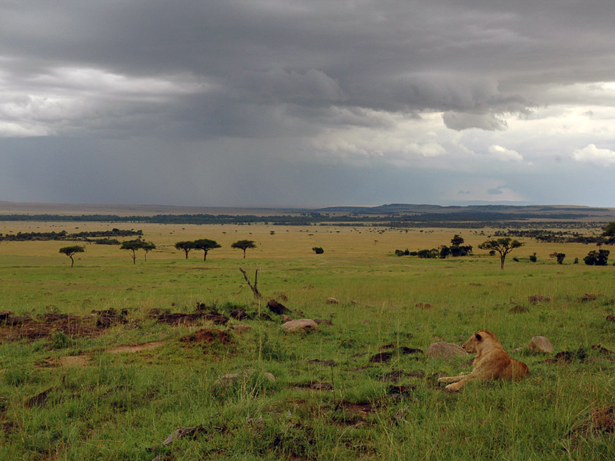 Masai Mara storm and lion