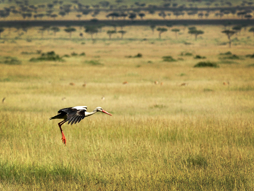 Mara stork