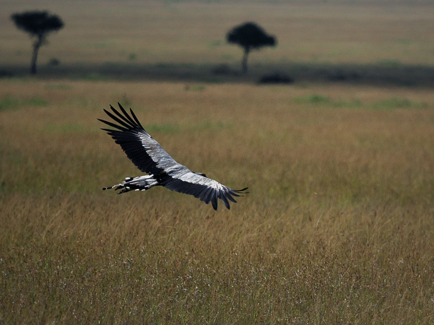Masai Mara secretary bird