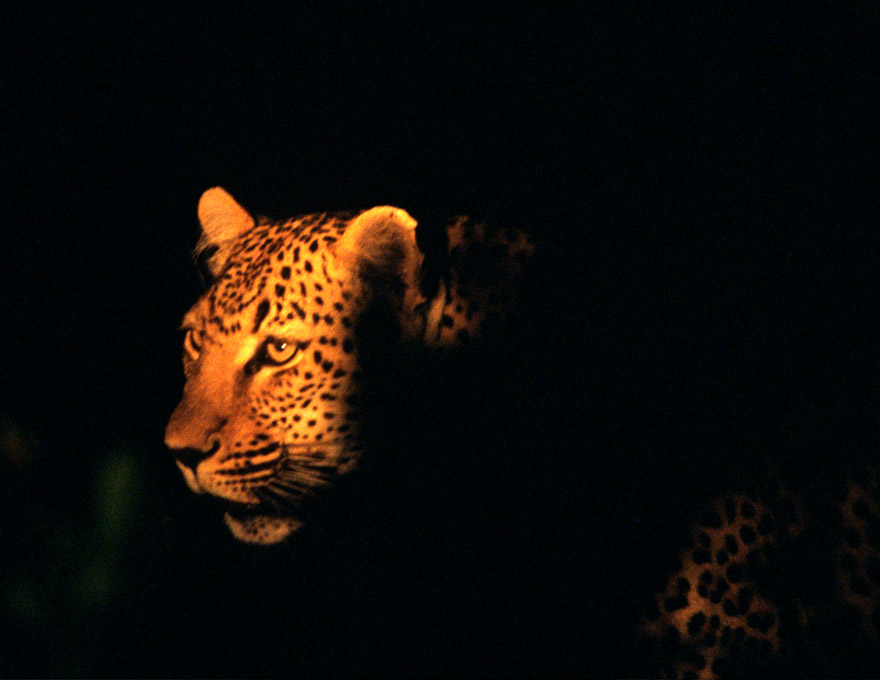Leopard in the spotlight