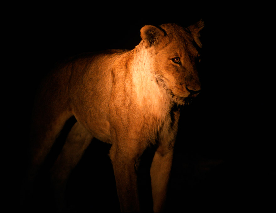 Lion in the spotlight