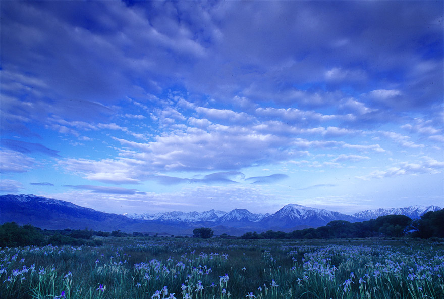 Spring Iris bloom near Bishop, CA