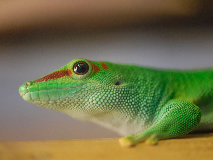 Gecko