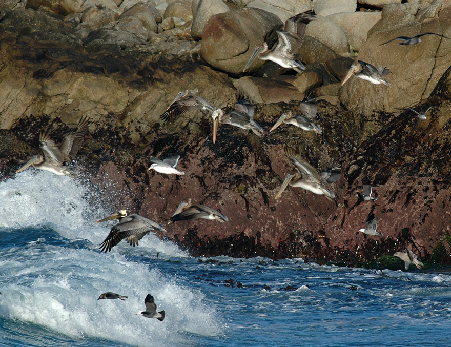Pelicans fishing - Monterey, CA