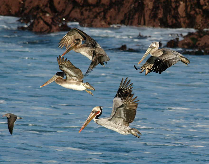 Pelicans in flight - Monterey, CA