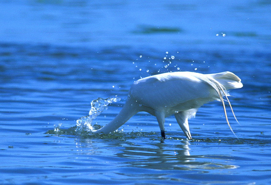 Egret fishing, Stinson Beach